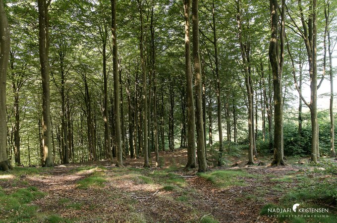 MED354D4F122484460EA11E03E53FB3E8EA