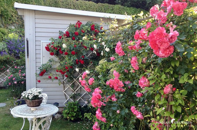 MEDCB0605D53D584904BC79D7430B01E893