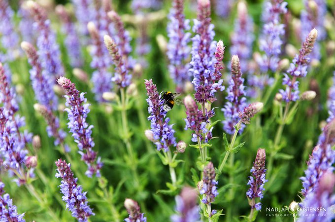Hindbarsvagen_24_250611-101small.jpg